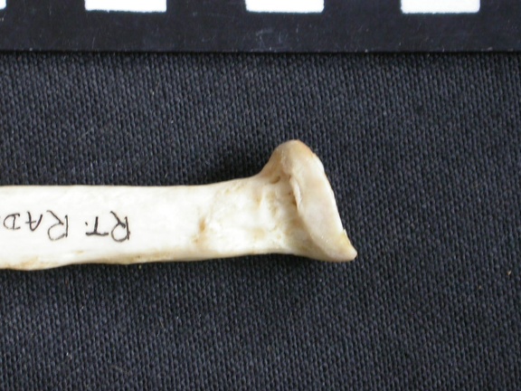 Radius: proximale part (7976 visits) Mellivora capensis - Male - Adult - Right elementCollection: Department d'Osteology of National Muse... Radius: proximale part