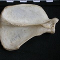 Scapula : vue latérale