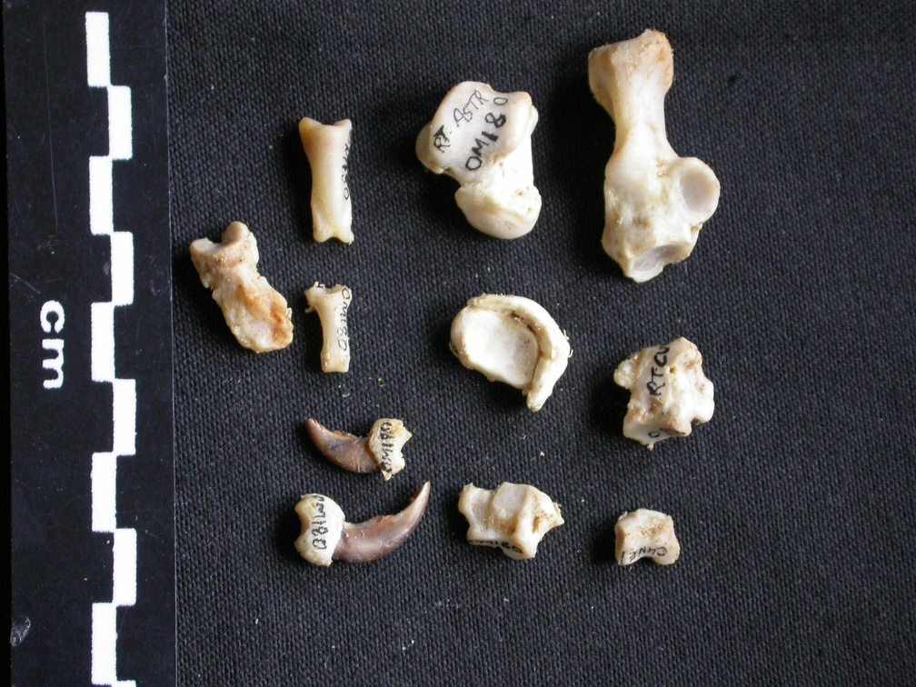 Tarse et phalanges (26776 visites) Mellivora capensis - Mâle - Adulte - Éléments droitsCollection : Département d'Ostéologie du Mu... Tarse et phalanges