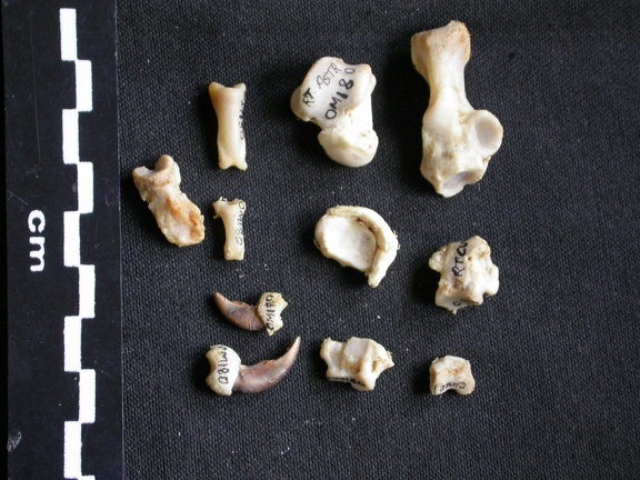Tarse et phalanges (26811 visites) Mellivora capensis - Mâle - Adulte - Éléments droitsCollection : Département d'Ostéologie du Mu... Tarse et phalanges