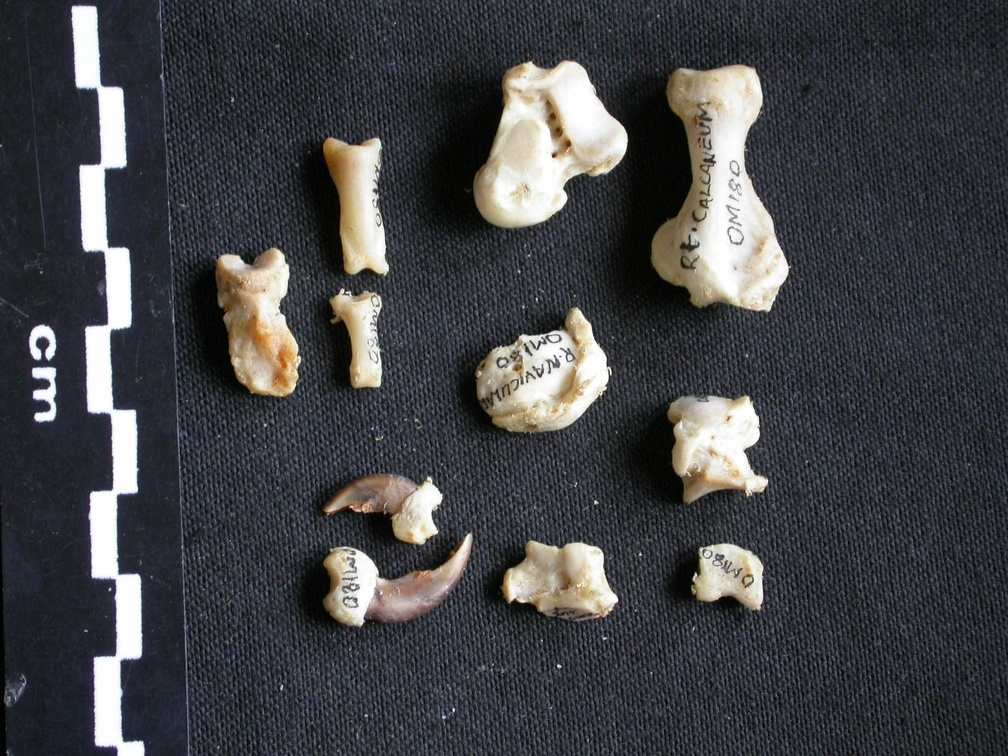 Tarse et phalanges (27554 visites) Mellivora capensis - Mâle - Adulte - Éléments droitsCollection : Département d'Ostéologie du Mu... Tarse et phalanges