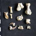 Tarse et phalanges (27501 visites) Mellivora capensis - Mâle - Adulte - Éléments droitsCollection : Département d'Ostéologie du Mu... Tarse et phalanges