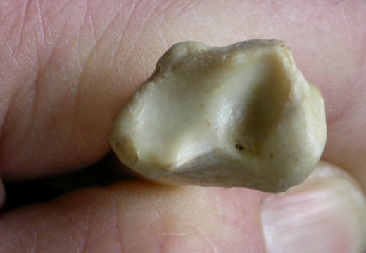 Tibia: distal part (11817 visits) Mellivora capensis - Male - Adult - Right elementCollection: Department d'Osteology of National Muse... Tibia: distal part