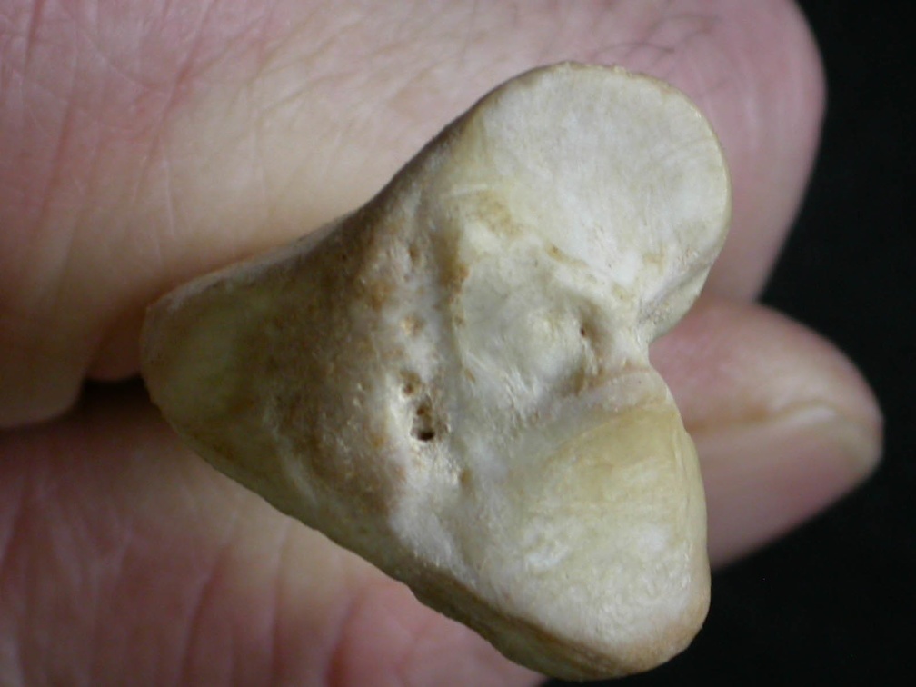 Tibia: parte proximal (11294 visitas) Mellivora capensis - Macho - Adulto - Elemento derechoColección : Departamento d'Osteología del Mu... Tibia: parte proximal