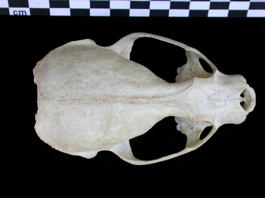 Crâne : vue frontale (18237 visites) Lutra lutra - Femelle jeune adulteCollection : Centre d'Investigation Portugais d'Archéologie (Id:C... Crâne : vue frontale