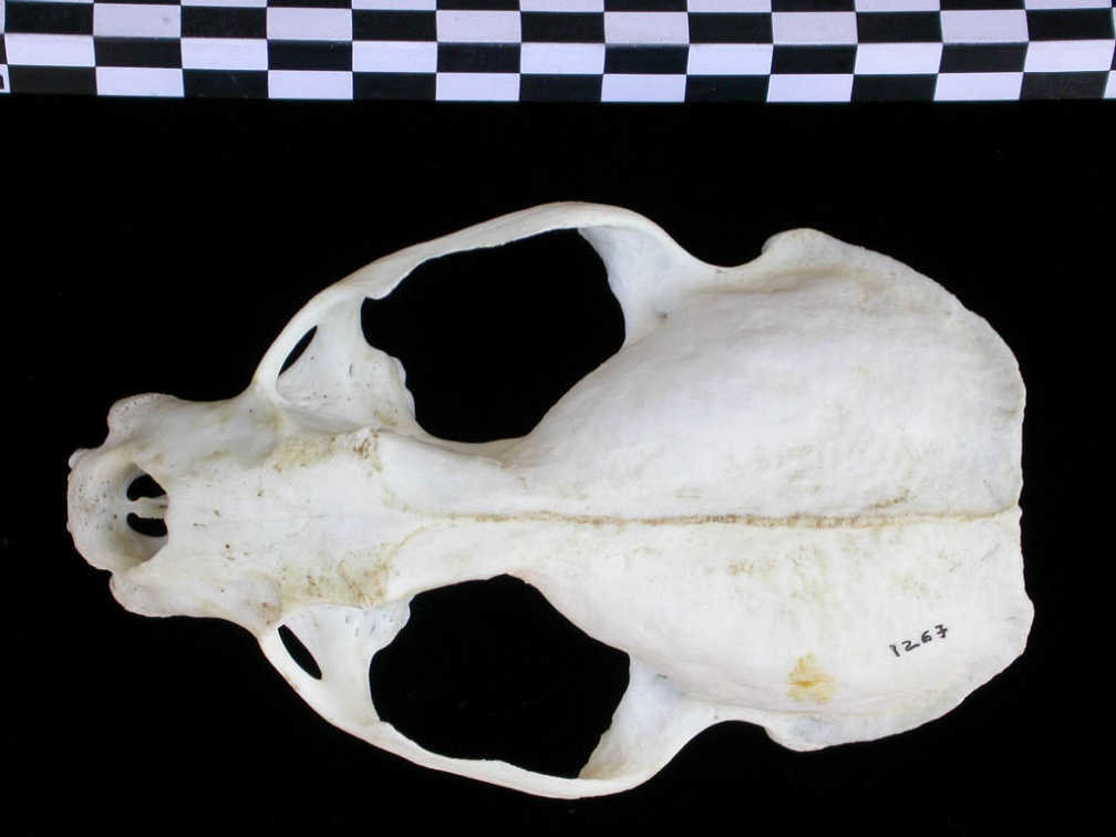 Crâne : vue frontale (18012 visites) Lutra lutra - Femelle jeune adulteCollection : Centre d'Investigation Portugais d'Archéologie (Id:C... Crâne : vue frontale