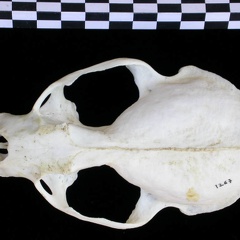 Crâne : vue frontale (18034 visites) Lutra lutra - Femelle jeune adulteCollection : Centre d'Investigation Portugais d'Archéologie (Id:C... Crâne : vue frontale