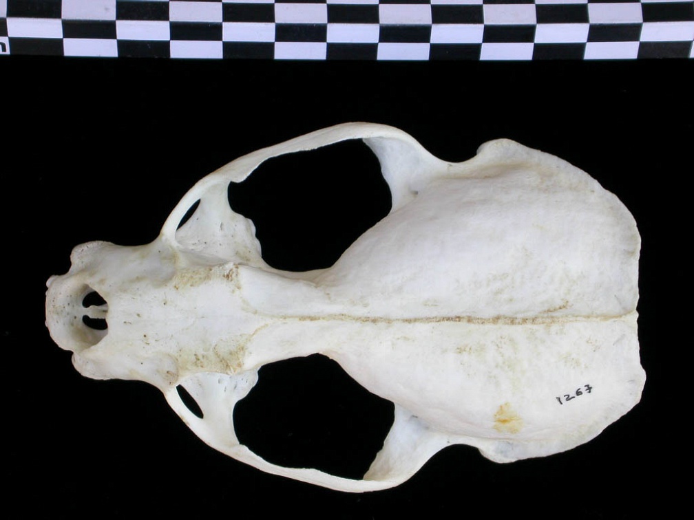 Crâne : vue frontale (17511 visites) Lutra lutra - Femelle jeune adulteCollection : Centre d'Investigation Portugais d'Archéologie (Id:C... Crâne : vue frontale