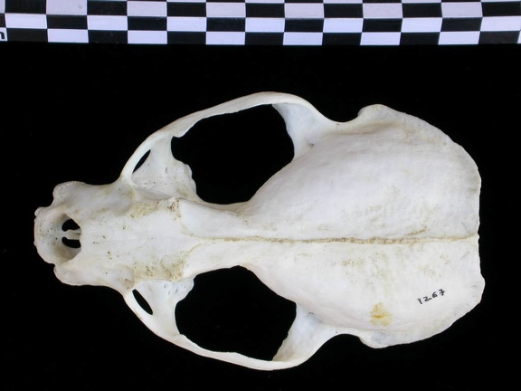 Skull: frontal sight