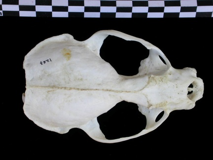 Crâne : vue frontale (17576 visites) Lutra lutra - Femelle jeune adulteCollection : Centre d'Investigation Portugais d'Archéologie (Id:C... Crâne : vue frontale