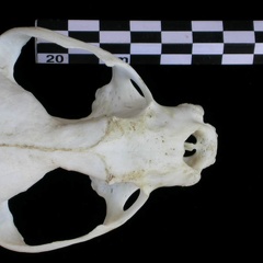 Crâne : vue frontale (17438 visites) Lutra lutra - Femelle jeune adulteCollection : Centre d'Investigation Portugais d'Archéologie (Id:C... Crâne : vue frontale