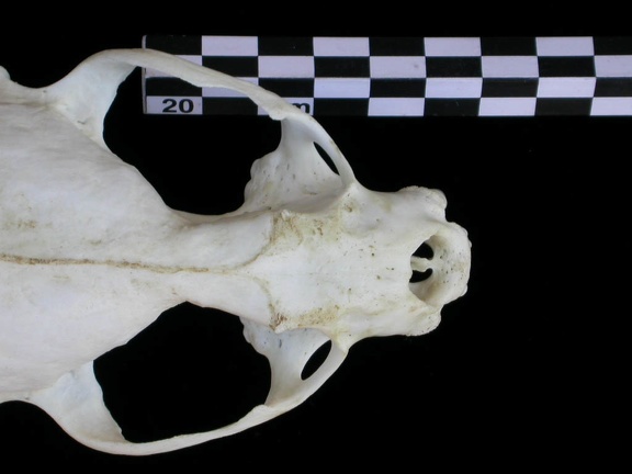 Crâne : vue frontale (17498 visites) Lutra lutra - Femelle jeune adulteCollection : Centre d'Investigation Portugais d'Archéologie (Id:C... Crâne : vue frontale