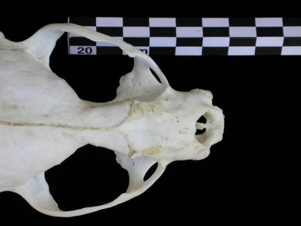 Skull: frontal sight