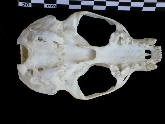 Skull: ventral sight