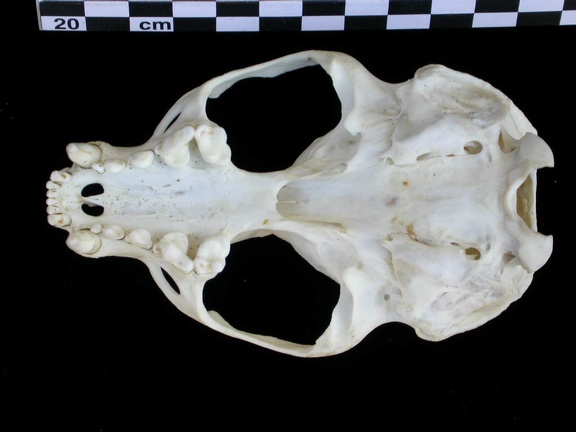 Skull: ventral sight