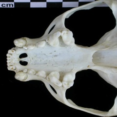 Cráneo: vista ventral (8925 visitas) Lutra lutra - Hembra joven adultaColección : Centro d' Investigación Portugués d' Arqueología (I... Cráneo: vista ventral