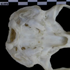 Cráneo: vista ventral (8924 visitas) Lutra lutra - Hembra joven adultaColección : Centro d' Investigación Portugués d' Arqueología (I... Cráneo: vista ventral