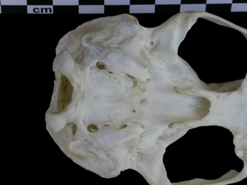 Crâne : vue ventrale (8880 visites) Lutra lutra - Femelle jeune adulteCollection : Centre d'Investigation Portugais d'Archéologie (Id:C... Crâne : vue ventrale