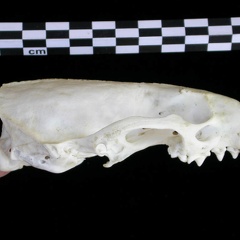 Crâne : vue latérale droite (8737 visites) Lutra lutra - Femelle jeune adulteCollection : Centre d'Investigation Portugais d'Archéologie (Id:C... Crâne : vue latérale droite