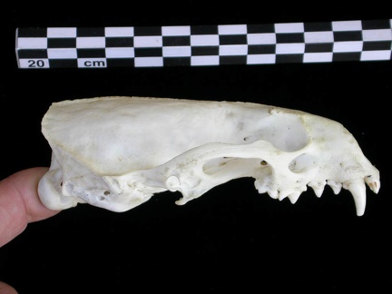 Crâne : vue latérale droite (8722 visites) Lutra lutra - Femelle jeune adulteCollection : Centre d'Investigation Portugais d'Archéologie (Id:C... Crâne : vue latérale droite