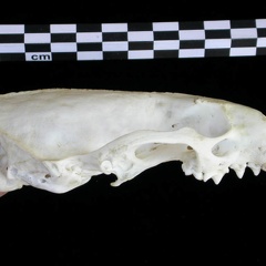 Cráneo: vista lateral derecha (8991 visitas) Lutra lutra - Hembra joven adultaColección : Centro d' Investigación Portugués d' Arqueología (I... Cráneo: vista lateral derecha