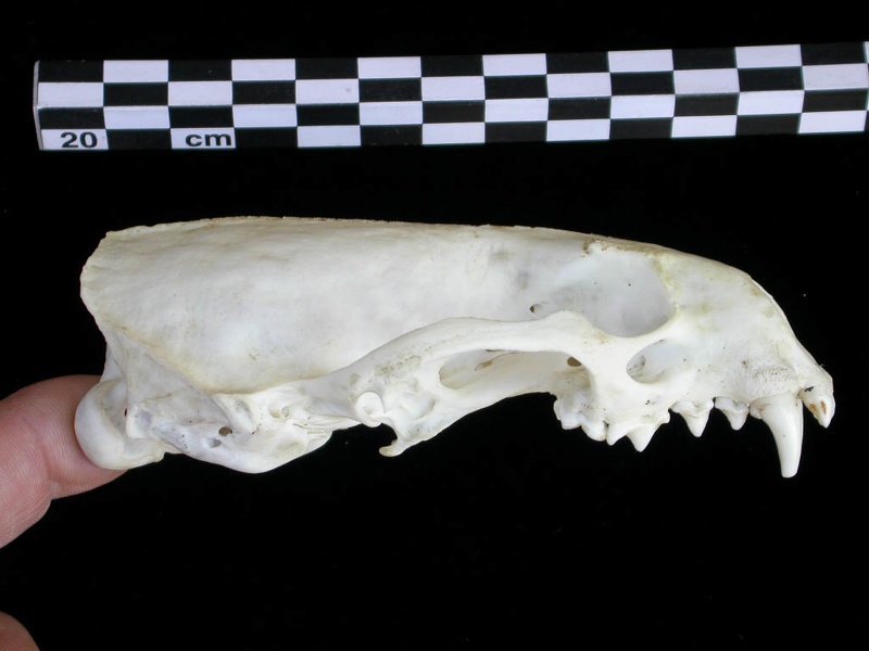 Crâne : vue latérale droite (8976 visites) Lutra lutra - Femelle jeune adulteCollection : Centre d'Investigation Portugais d'Archéologie (Id:C... Crâne : vue latérale droite
