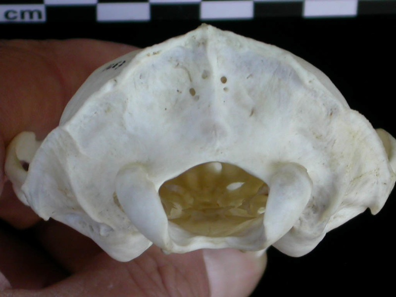 Crâne : vue postérieure (9374 visites) Lutra lutra - Femelle jeune adulteCollection : Centre d'Investigation Portugais d'Archéologie (Id:C... Crâne : vue postérieure