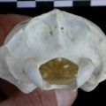 Ll-Cr15.jpg