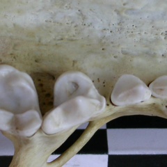Dentición superior (17766 visitas) Lutra lutra - Hembra joven adultaColección : Centro d' Investigación Portugués d' Arqueología (I... Dentición superior