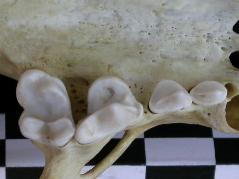Dentition supérieure (17766 visites) Lutra lutra - Femelle jeune adulteCollection : Centre d'Investigation Portugais d'Archéologie (Id:C... Dentition supérieure
