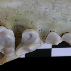 Dentición superior (17832 visitas) Lutra lutra - Hembra joven adultaColección : Centro d' Investigación Portugués d' Arqueología (I... Dentición superior