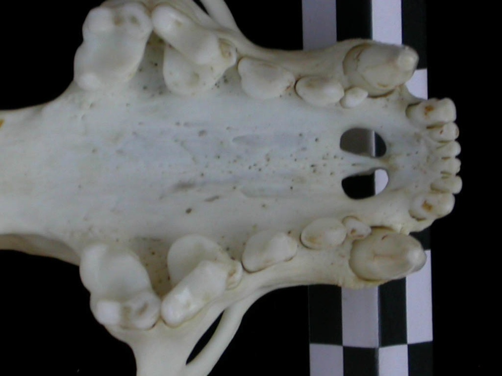 Dentition supérieure (18533 visites) Lutra lutra - Femelle jeune adulteCollection : Centre d'Investigation Portugais d'Archéologie (Id:C... Dentition supérieure