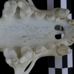 Dentición superior (18536 visitas) Lutra lutra - Hembra joven adultaColección : Centro d' Investigación Portugués d' Arqueología (I... Dentición superior