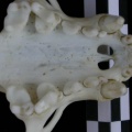 Ll-dentsup4.jpg