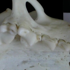 Dentición superior (8555 visitas) Lutra lutra - Hembra joven adultaColección : Centro d' Investigación Portugués d' Arqueología (I... Dentición superior