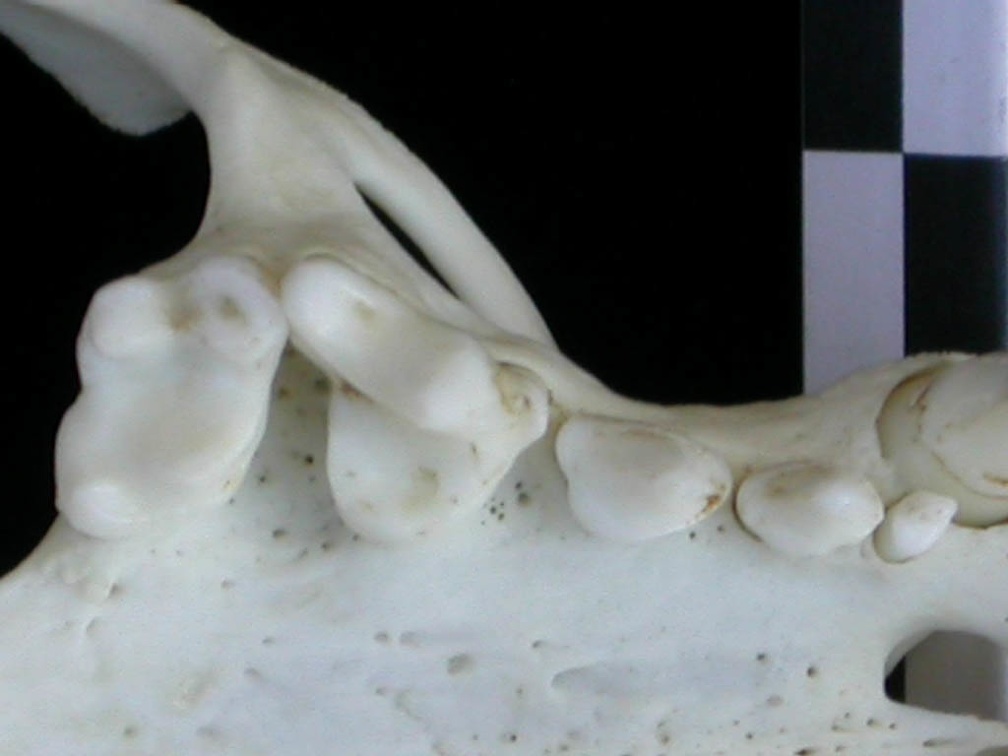 Dentition supérieure (9069 visites) Lutra lutra - Femelle jeune adulteCollection : Centre d'Investigation Portugais d'Archéologie (Id:C... Dentition supérieure