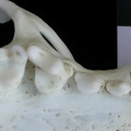 Dentition supérieure (9087 visites) Lutra lutra - Femelle jeune adulteCollection : Centre d'Investigation Portugais d'Archéologie (Id:C... Dentition supérieure