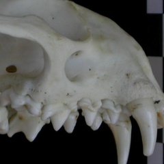 Cráneo: hueso incisivo (11908 visitas) Lutra lutra - Hembra joven adultaColección : Centro d' Investigación Portugués d' Arqueología (I... Cráneo: hueso incisivo