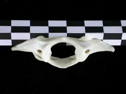 Atlas (32709 visites) Lutra lutra - Mâle - AdulteCollection : Centre d'Investigation Portugais d'Archéologie (Id:CIPA126... Atlas