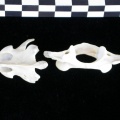 Ll-AtlasAxis6.jpg