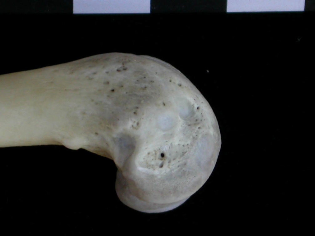 Fémur : parte distal (18693 visitas) Lutra lutra - Macho - Adulto - Elemento derechoColección : Centro d' Investigación Portugués d' A... Fémur : parte distal