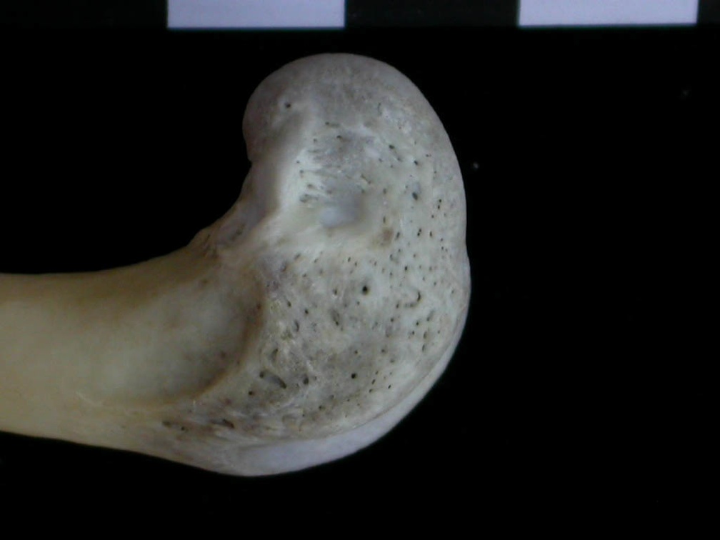 Fémur : parte distal (18550 visitas) Lutra lutra - Macho - Adulto - Elemento derechoColección : Centro d' Investigación Portugués d' A... Fémur : parte distal