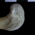 Femur: distal part (18661 visits) Lutra lutra - Male - Adult- Right elementCollection: Portuguese Center of Investigation in Archaeolo... Femur: distal part