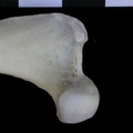 Fémur : partie proximale (8831 visites) Lutra lutra - Mâle - Adulte - Élément droitCollection : Centre d'Investigation Portugais d'Arché... Fémur : partie proximale