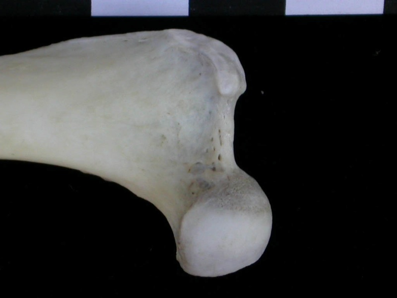 Fémur : partie proximale (8796 visites) Lutra lutra - Mâle - Adulte - Élément droitCollection : Centre d'Investigation Portugais d'Arché... Fémur : partie proximale
