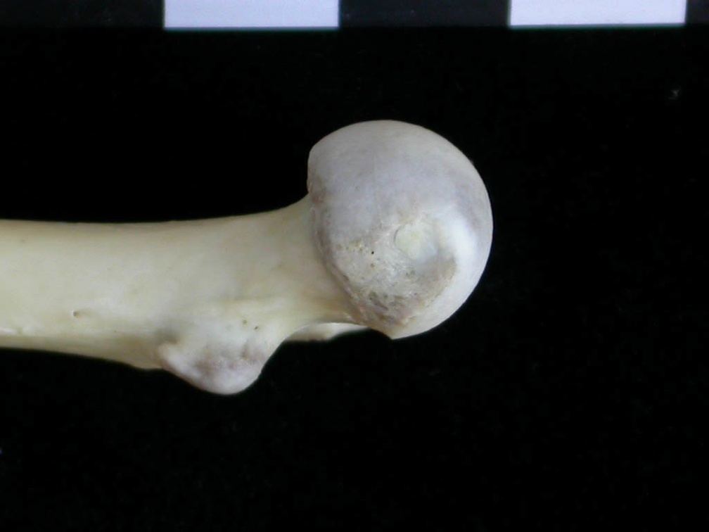Fémur : partie proximale (17534 visites) Lutra lutra - Mâle - Adulte - Élément droitCollection : Centre d'Investigation Portugais d'Arché... Fémur : partie proximale