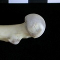 Fémur : parte proximal (17562 visitas) Lutra lutra - Macho - Adulto - Elemento derechoColección : Centro d' Investigación Portugués d' A... Fémur : parte proximal