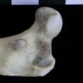 Fémur : parte proximal (18286 visitas) Lutra lutra - Macho - Adulto - Elemento derechoColección : Centro d' Investigación Portugués d' A... Fémur : parte proximal