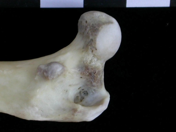 Fémur : partie proximale (18332 visites) Lutra lutra - Mâle - Adulte - Élément droitCollection : Centre d'Investigation Portugais d'Arché... Fémur : partie proximale