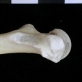 Fémur : parte proximal (17936 visitas) Lutra lutra - Macho - Adulto - Elemento derechoColección : Centro d' Investigación Portugués d' A... Fémur : parte proximal